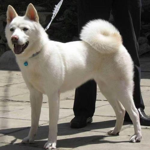 2025新澳门精准正版图库网站和中国下司犬外网爆火与中国下司犬介绍