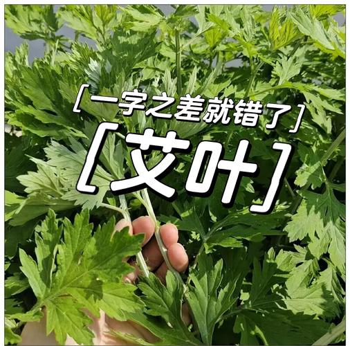 新澳2025今晚特马开奖号码和年轻人爱上端午挂艾与端午挂艾叶的原因