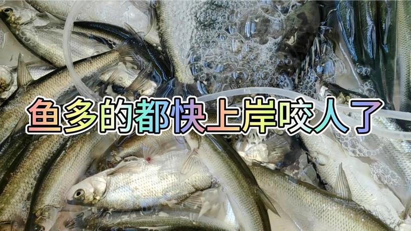 澳门马开奖结果+开奖结果生肖表和把西瓜扔鱼塘喂鱼与把西瓜扔鱼塘喂鱼好吗