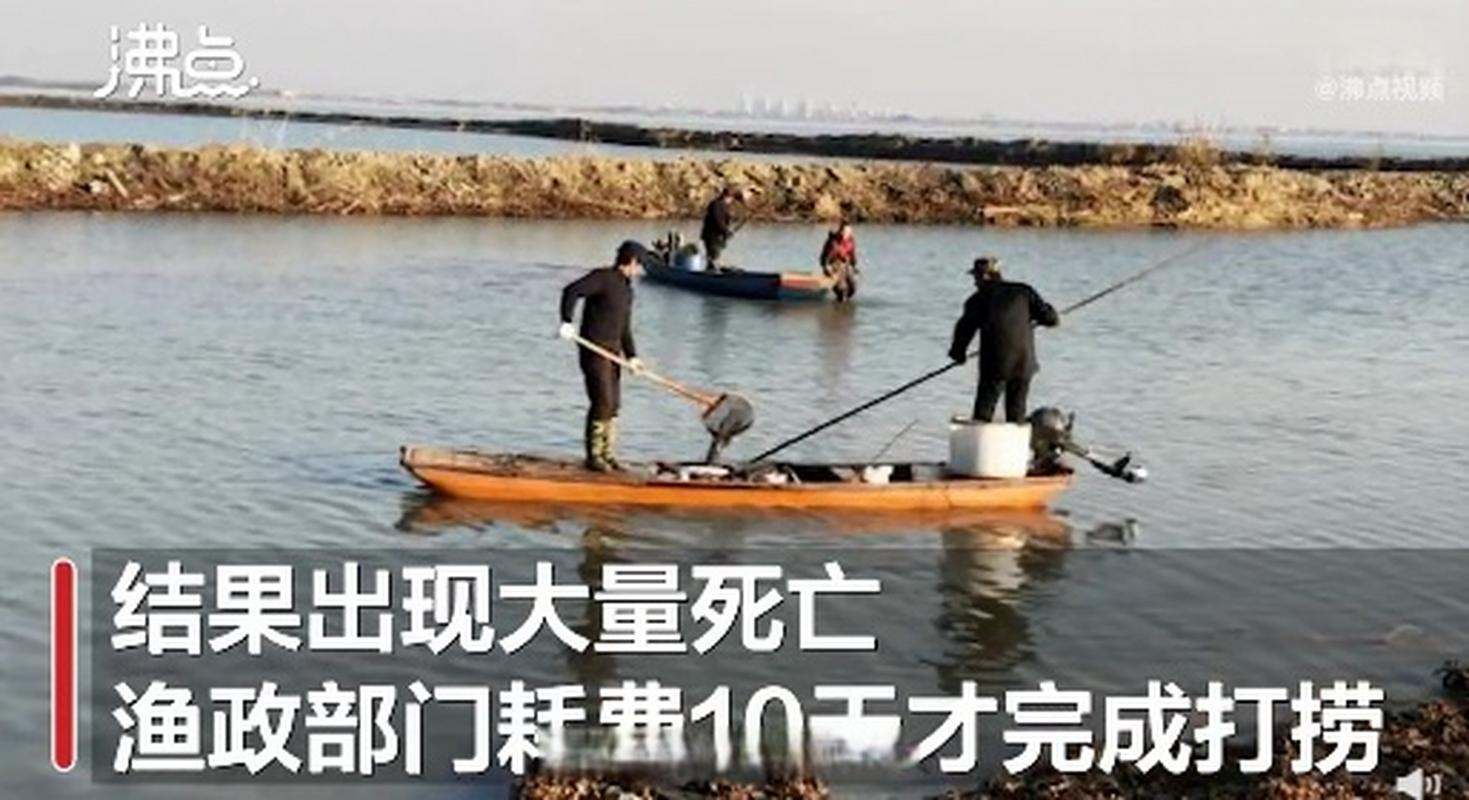 新澳门开奖记录新纪录和放生2.5万斤外来鲇鱼与放生鲇鱼的功德